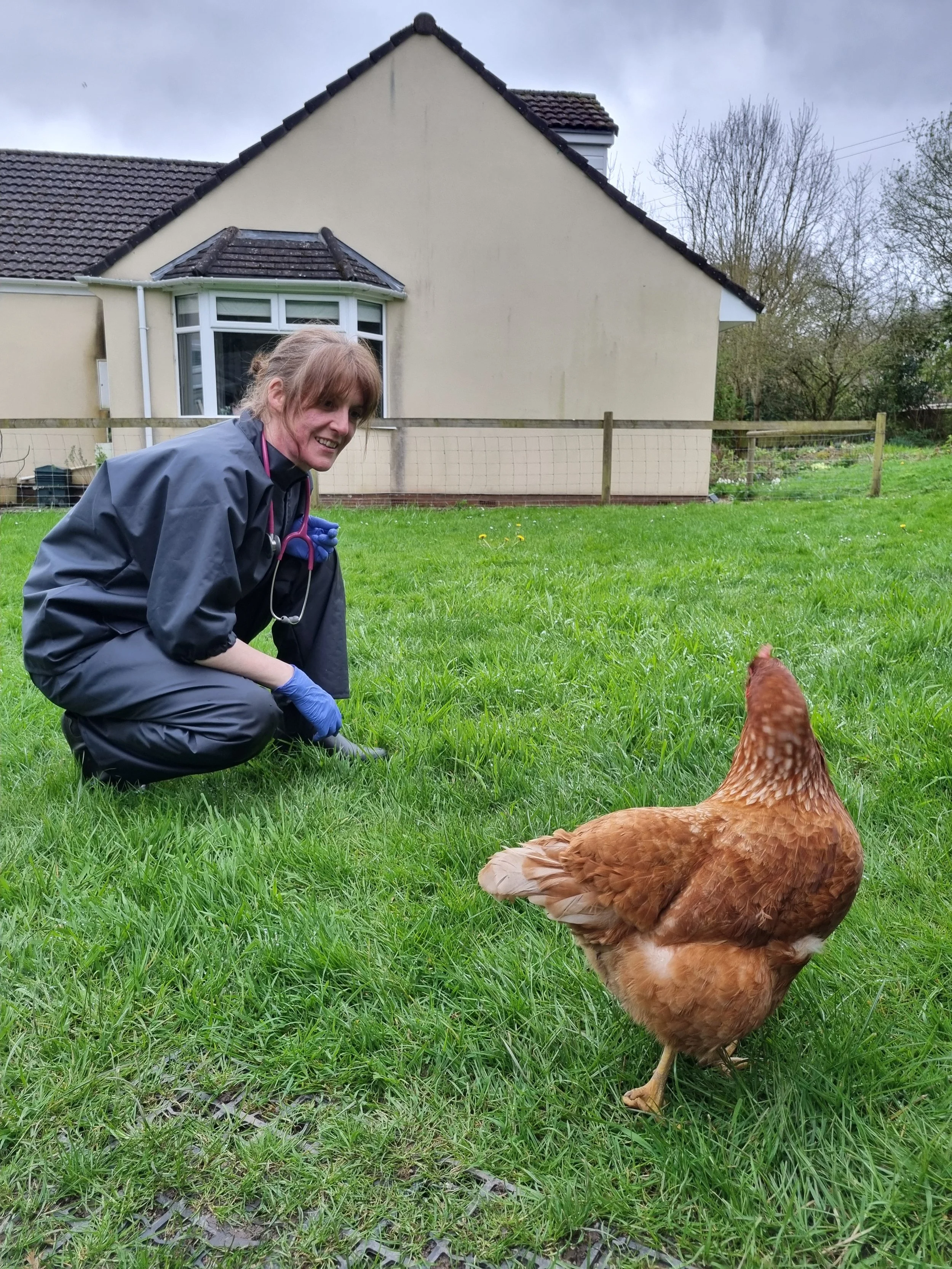 Chicken Clinic - Pet poultry vet