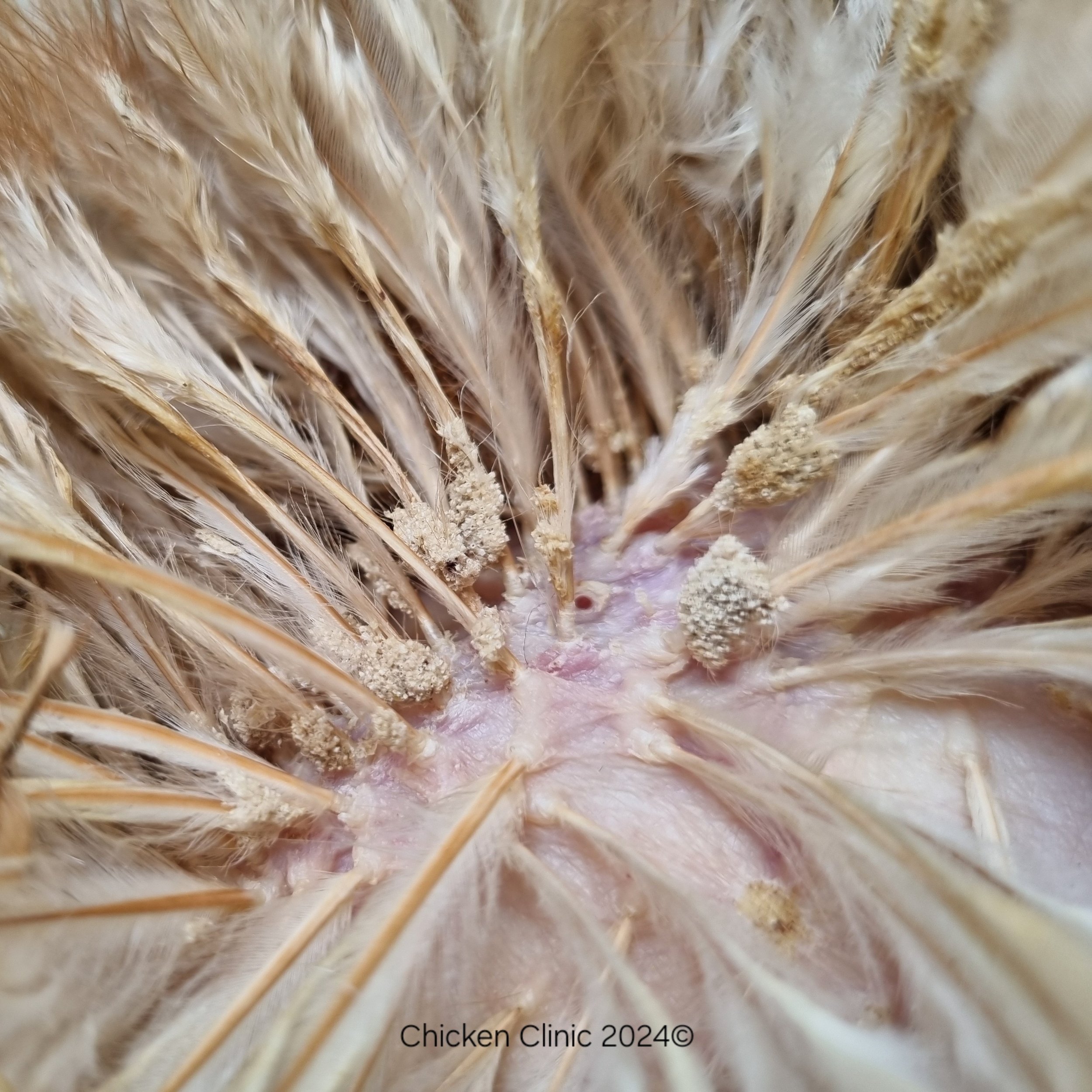 Lice eggs on feather shaft