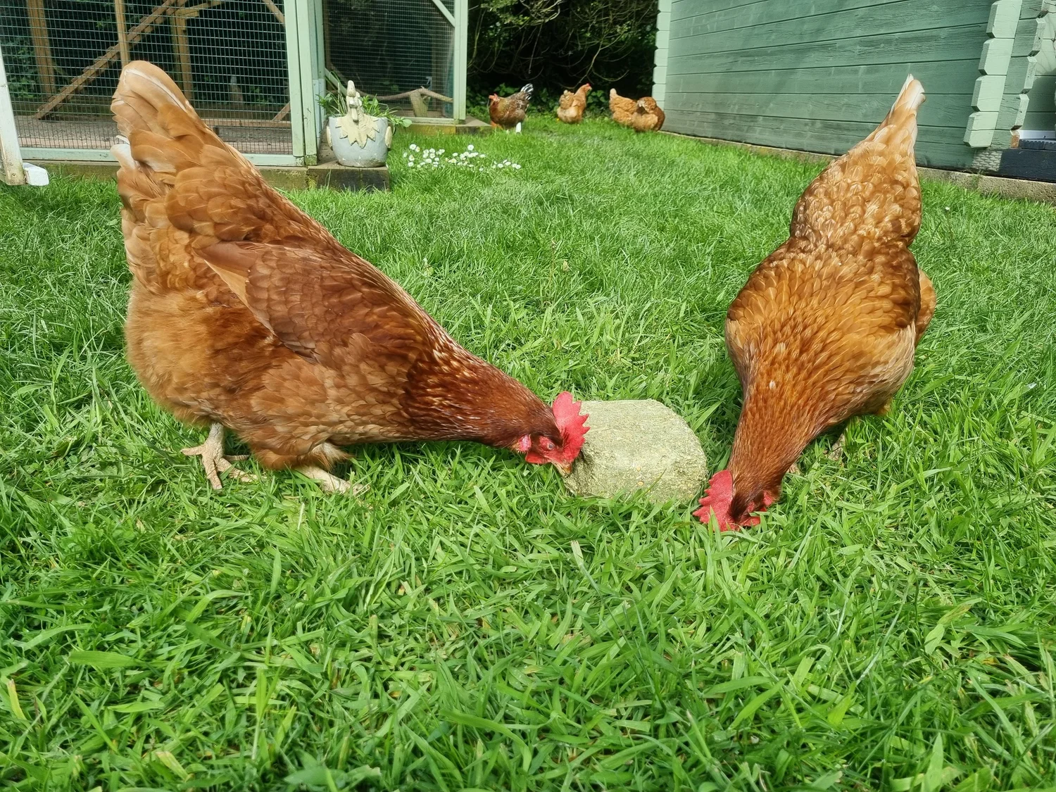 Short reads | Learn, Care, Act Now — Chicken Clinic - Pet poultry vet