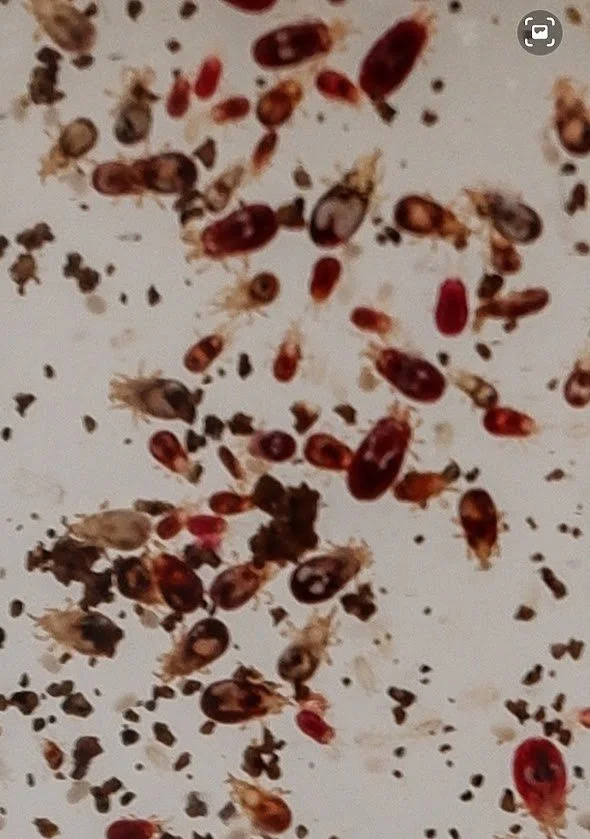 Close-up image of poultry red mites. They are 8-legged mites that vary in colour (grey, brown to red) and size due to the life stage and if they've consumed a blood meal recently