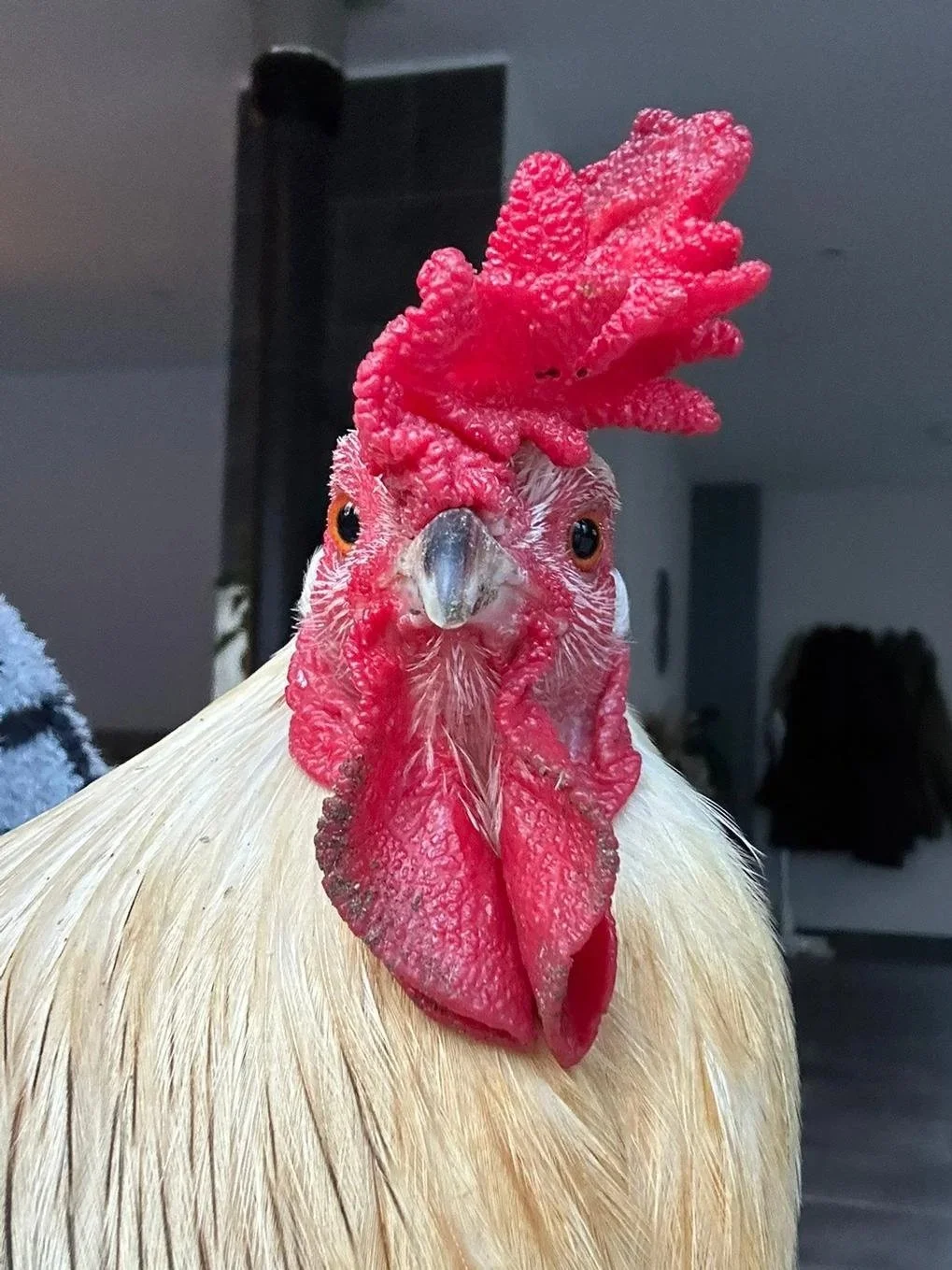 Beep the rooster. White rooster (cockerel) looking at the camera. He has large, red comb and wattles.