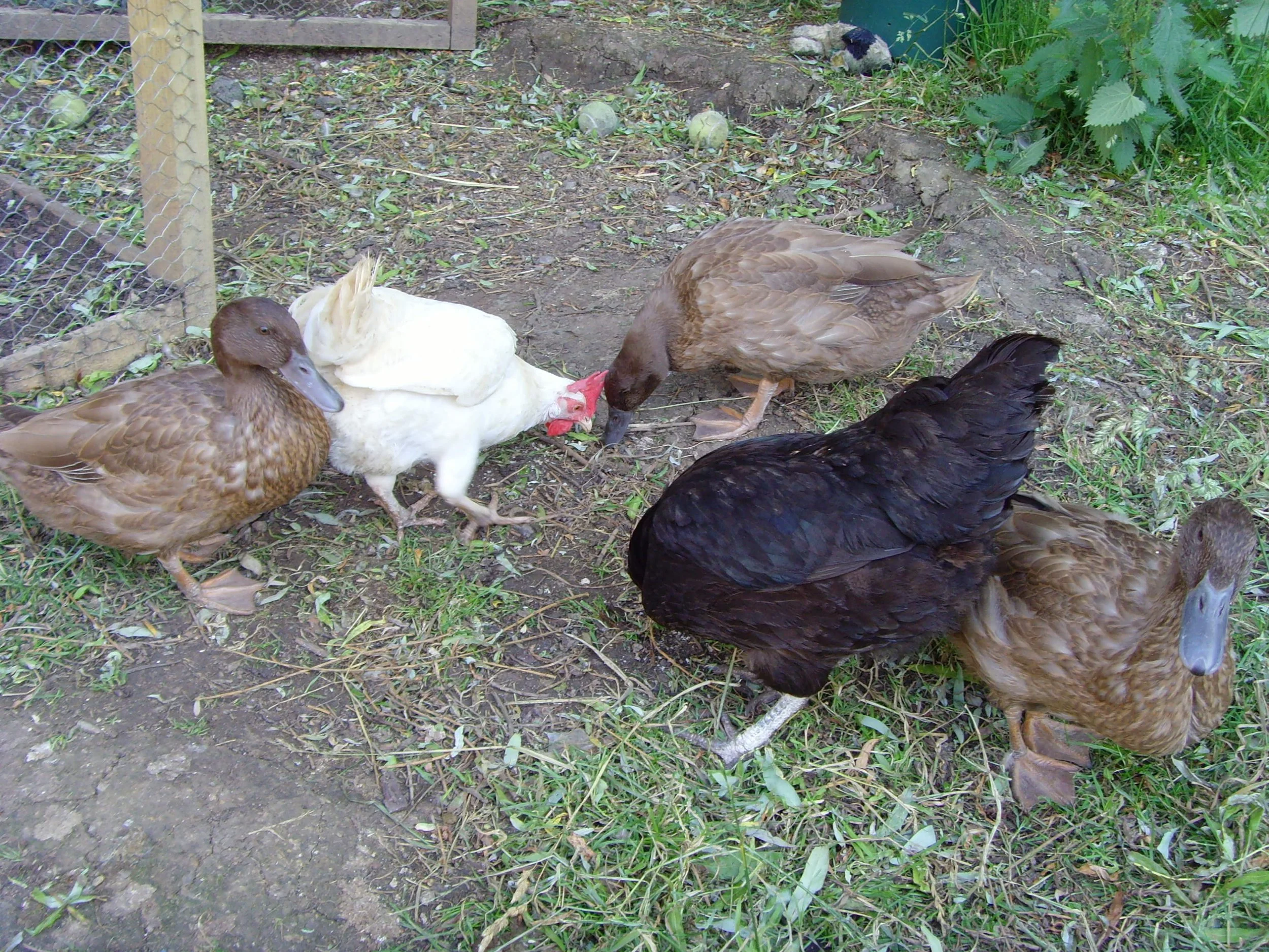 Clients garden. 3 brown ducks, 1 white and one black chicken. They are stood in a grassy garden pecking at the ground.