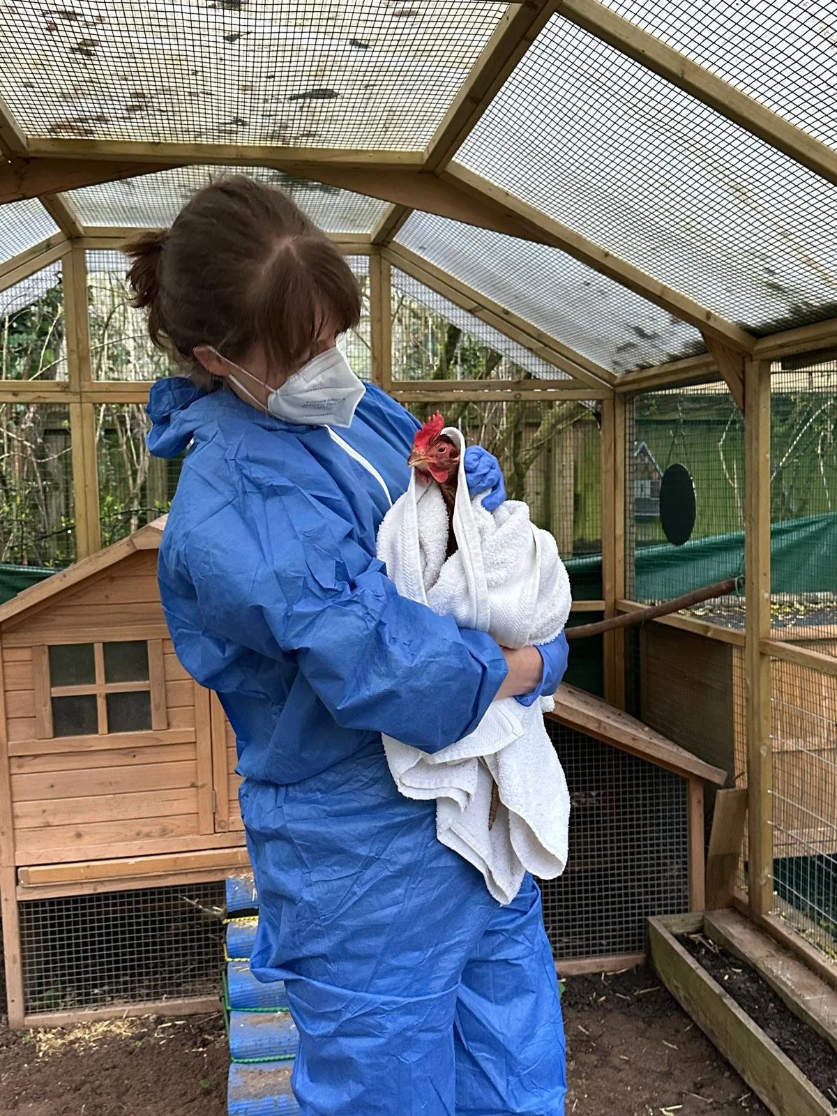 Dr Sharon Evans, dressed in bluue overalls and wearing a white mask. She's in a clients chicken run, and holding a brown hen, wrapped in a white towel.