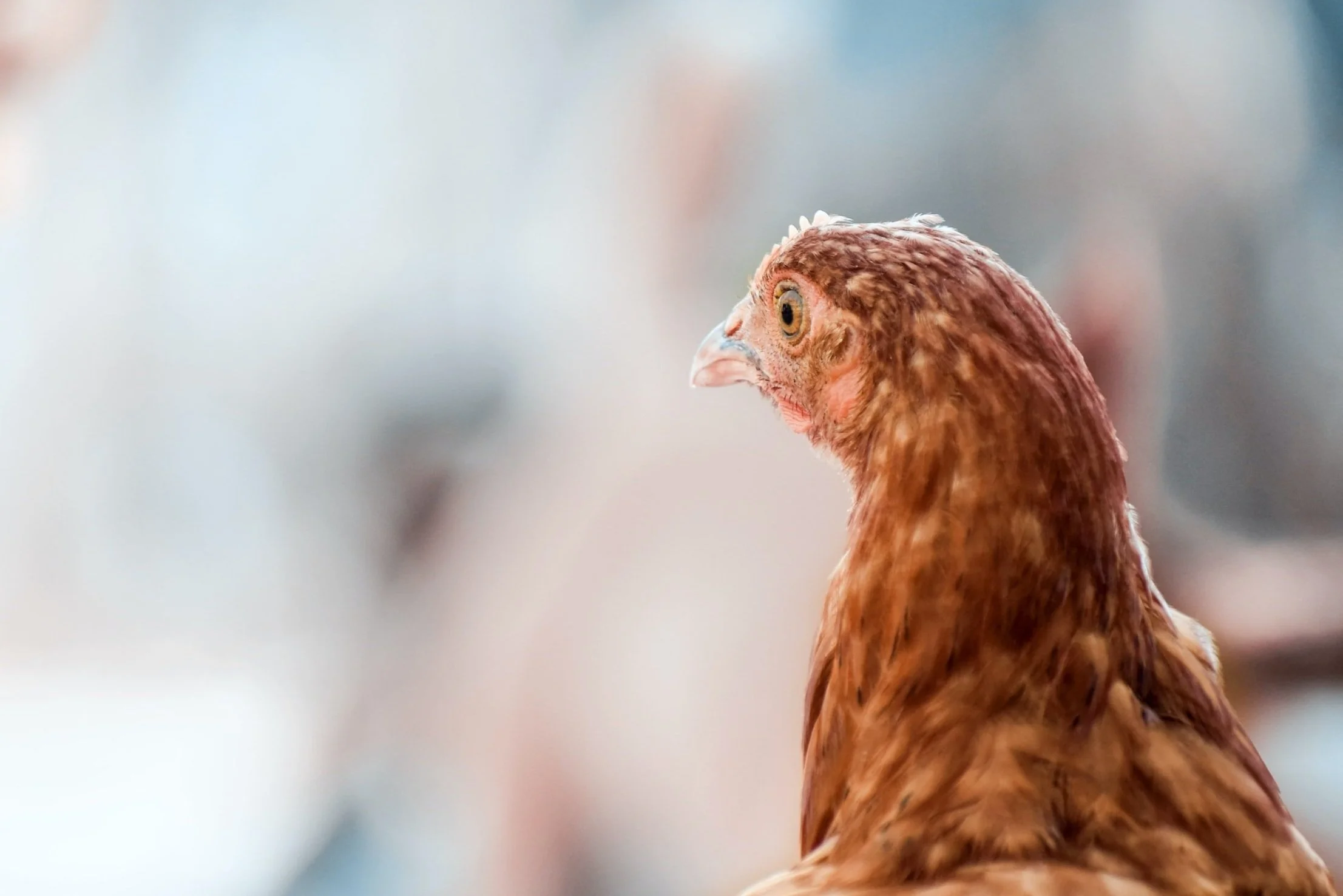 Chicken Clinic Chicken vet in Bristol