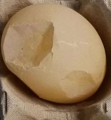 Soft shelled egg. Pale brown shell with two large dents.