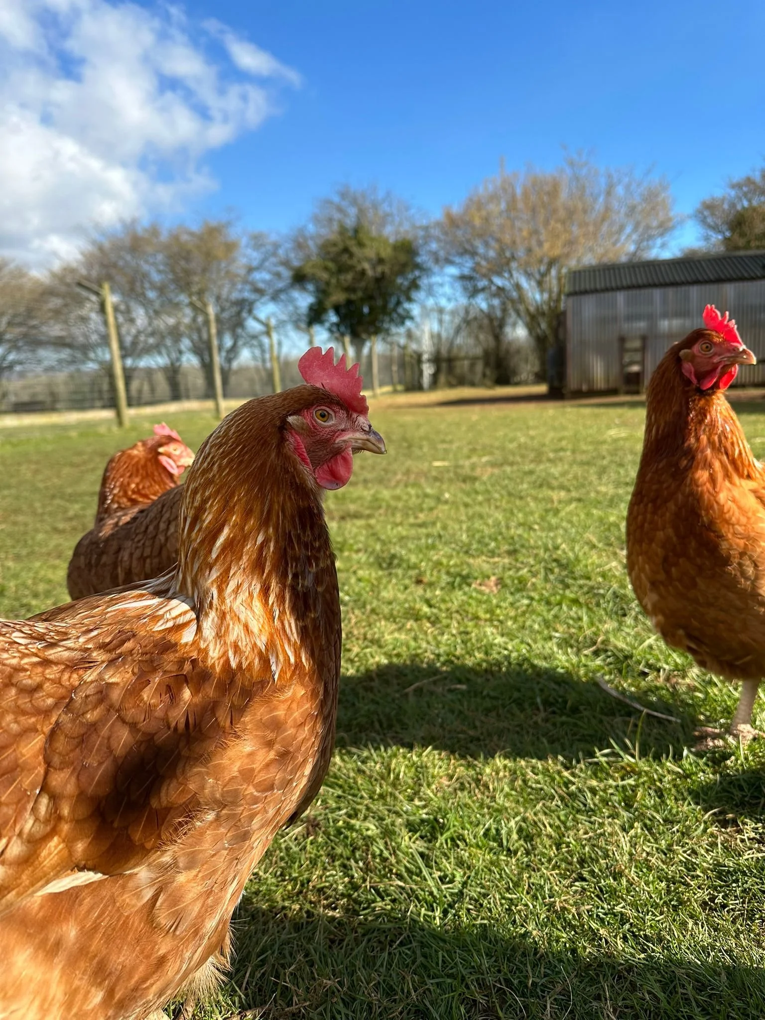 IMG-20250228-WA0003 (1).jpg