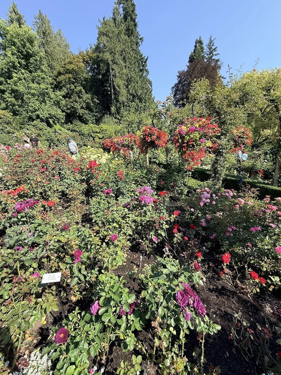 Rose Garden