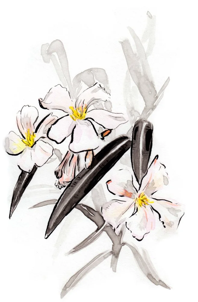 oleander_web.jpg
