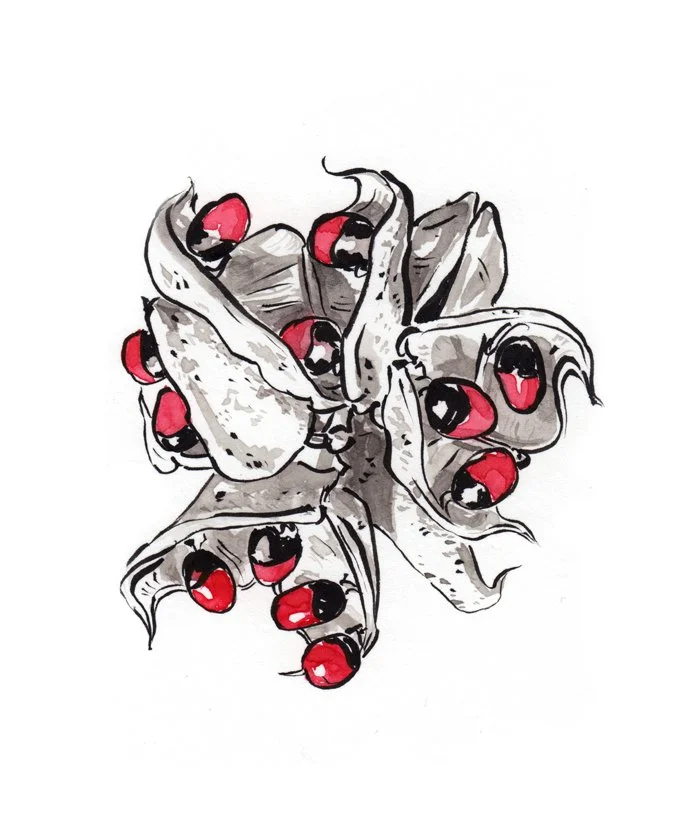 rosary_pea_web.jpg