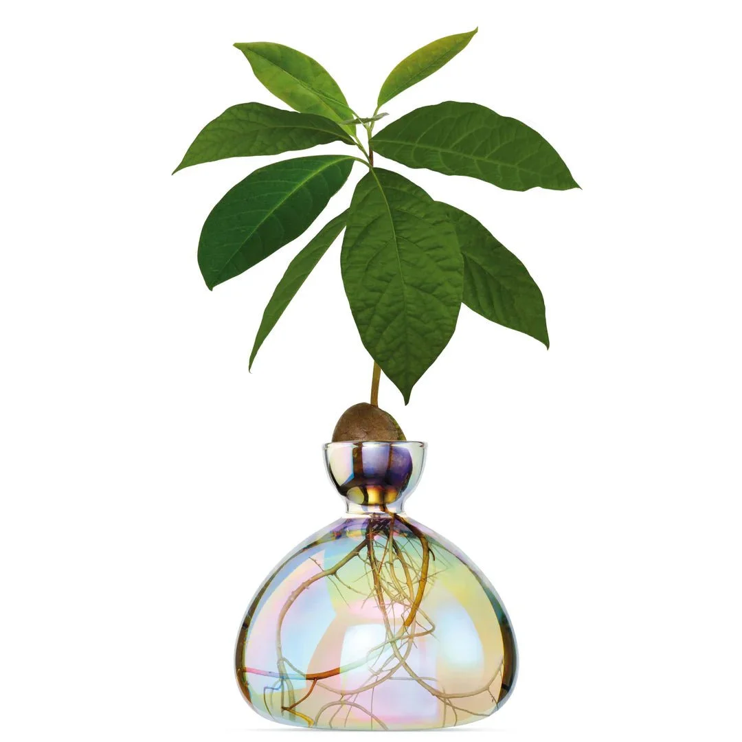 Cosmic_Astra_Avocado_Vase_Ilex_Studio_1080x1080_e3f853cd-1299-40fd-97db-d8747339e402_1200x1200.webp.jpeg