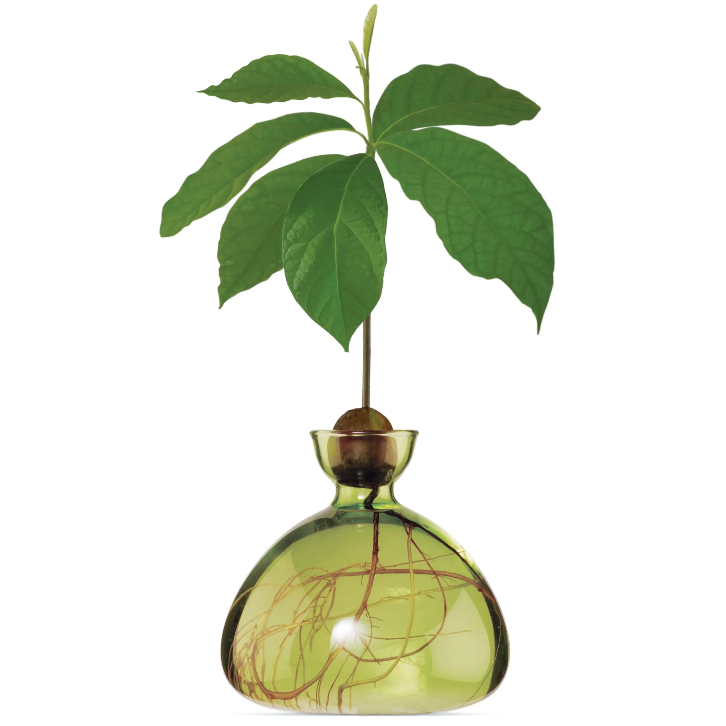 Grass_Green_Avocado_Vase_Ilex_Studio.jpg-2.webp