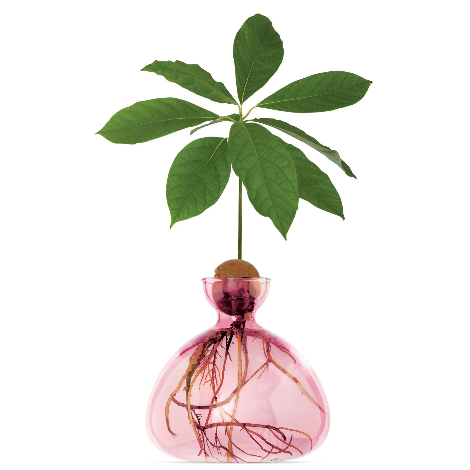 Rose_Pink_Avocado_Vase_Ilex_Studio_2048x2048_3d1e8740-0732-4909-b19c-8089d5a847e4_1800x1800.webp.jpeg