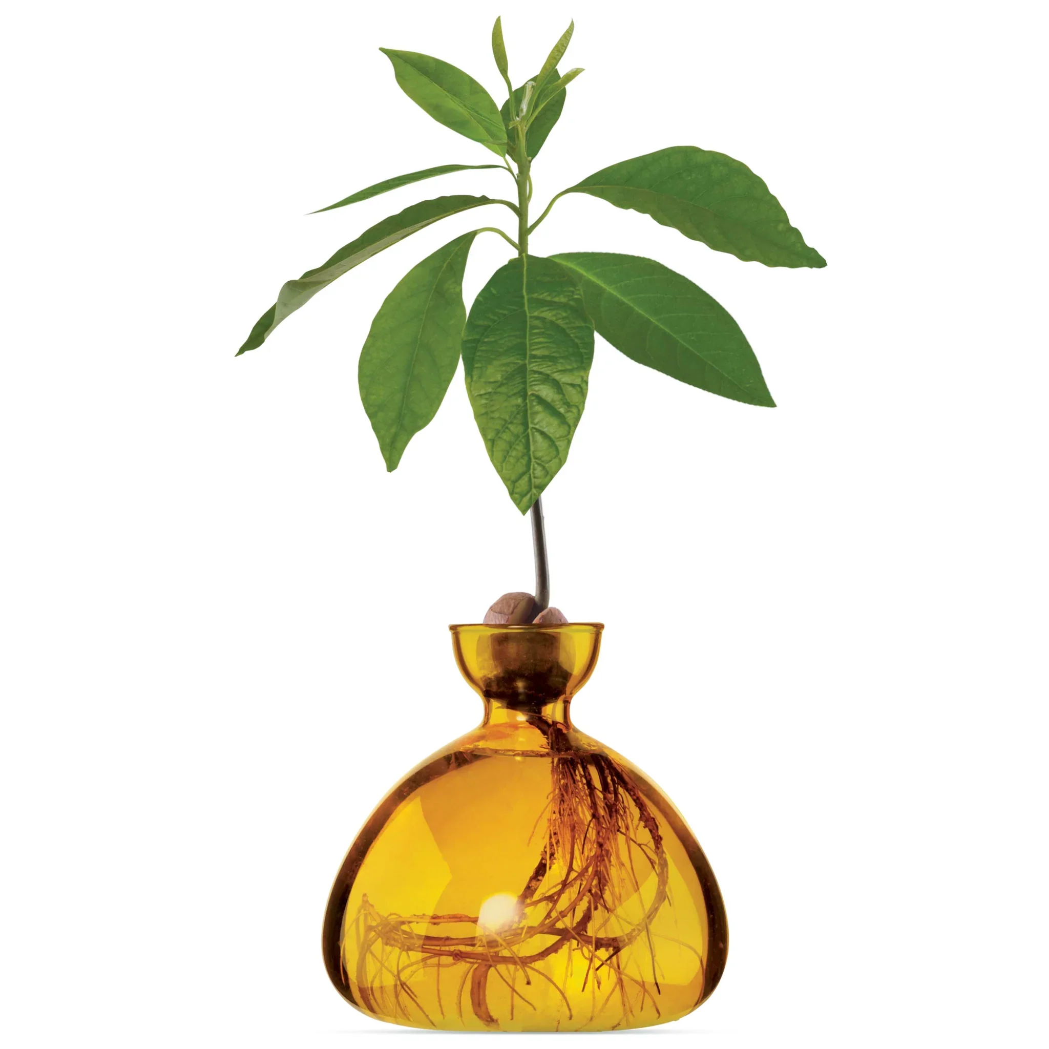 Mellow_Yellow_Avocado_Vase_Ilex_Studio_2048x2048.jpg.webp