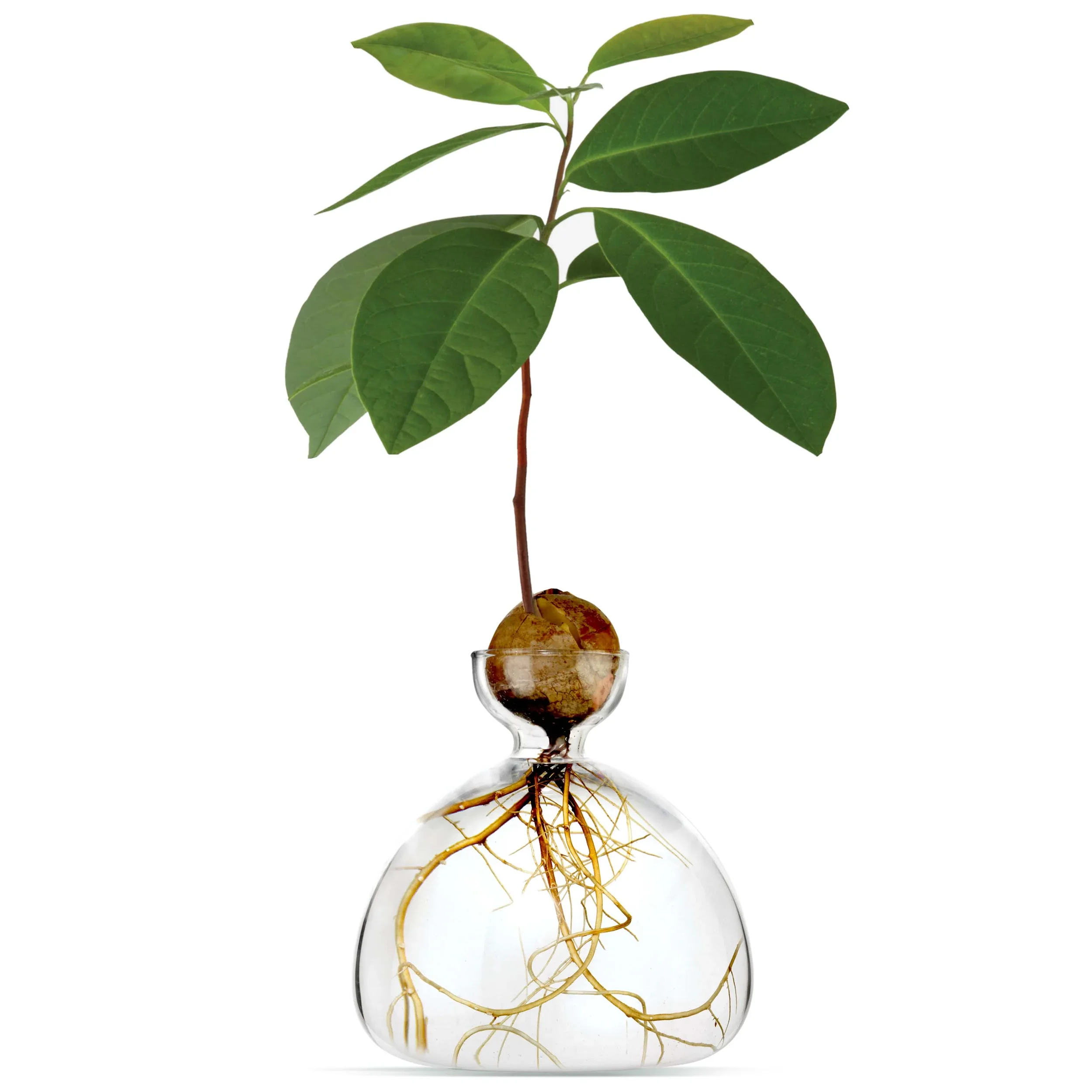ClearAvocadoVase.jpg.webp