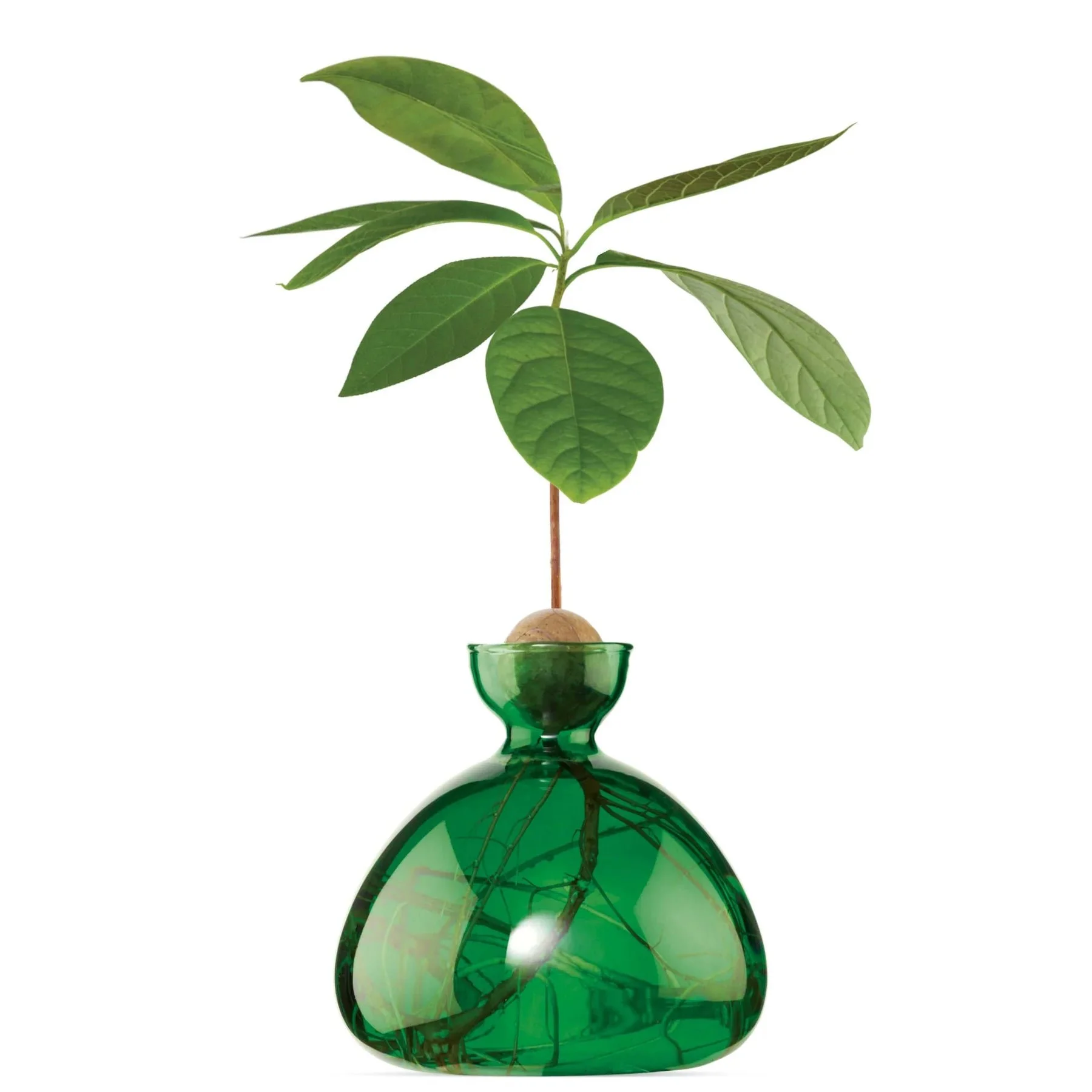 Emerald_Green_Avocado_Vase_Ilex_Studio_2048x2048_b7c4191d-70da-42d5-b2e9-09526931d269_1800x1800.webp.jpeg