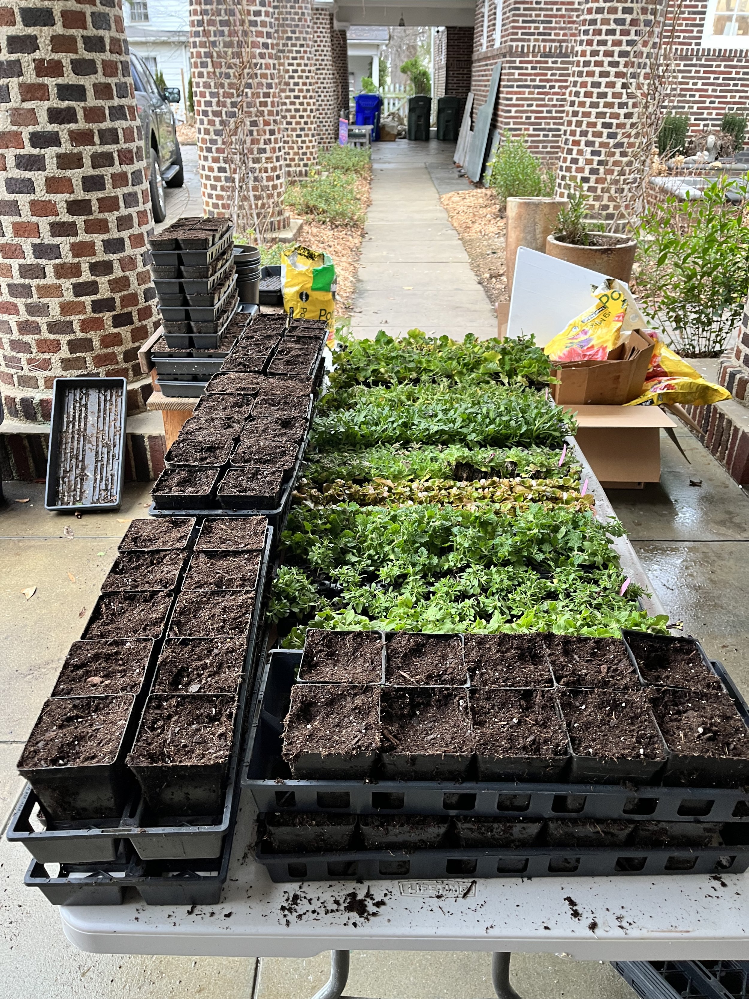 Repotting new seedlings.