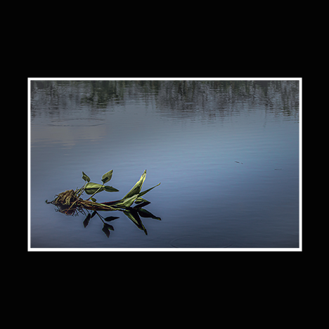 Lily w_ Small Border.png