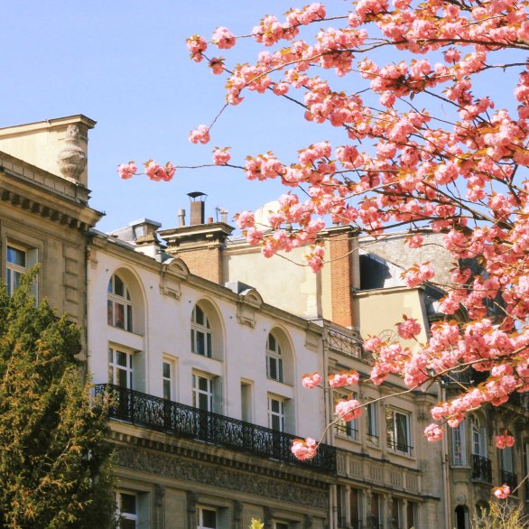 Springtime in Paris at the Park
