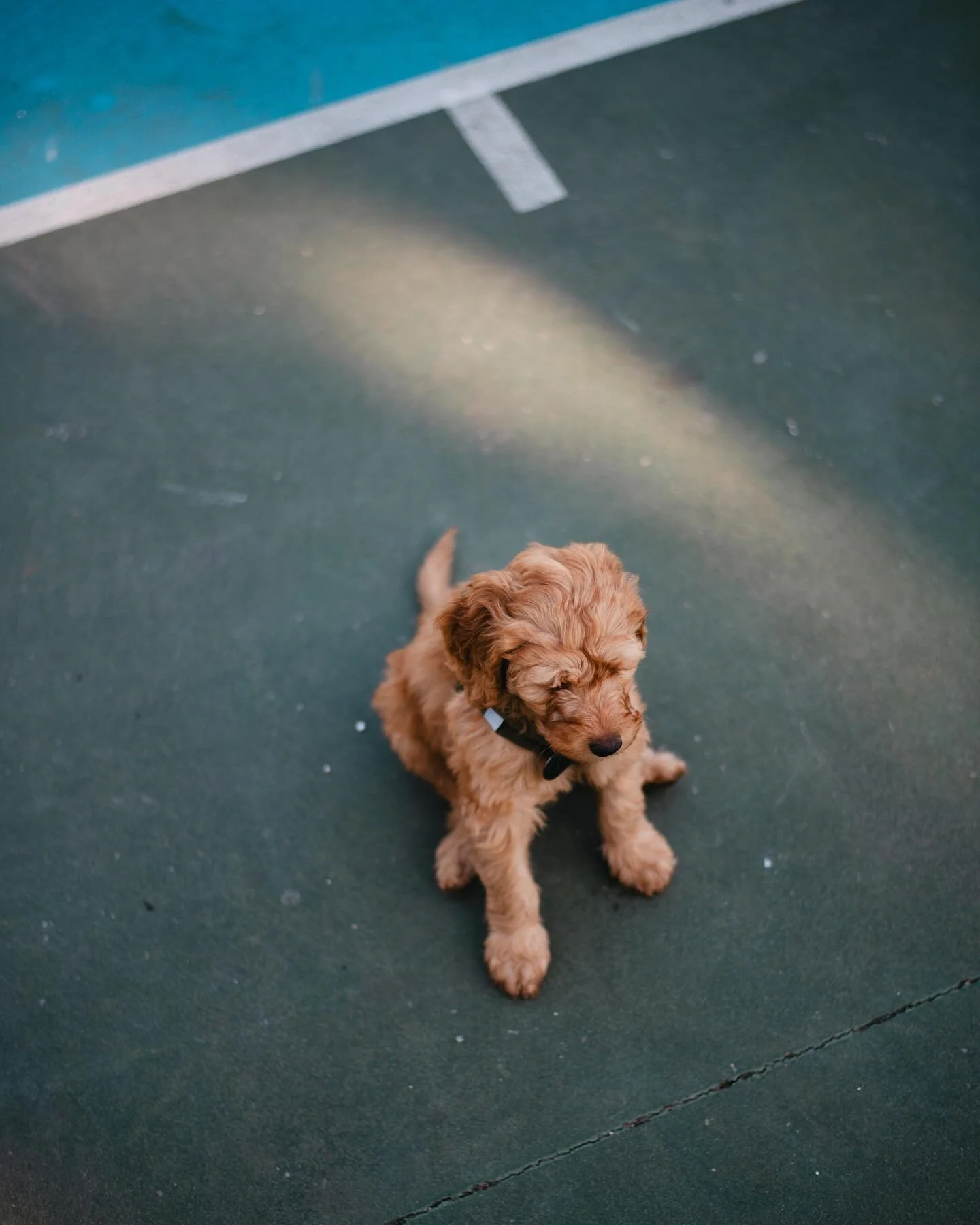 the young pup and the old dawgggg. 

.

.
#azphotographer #azdogs #goldendoodle #bernedoodle #scottsdaleaz #germanshepherd #chow #puppies