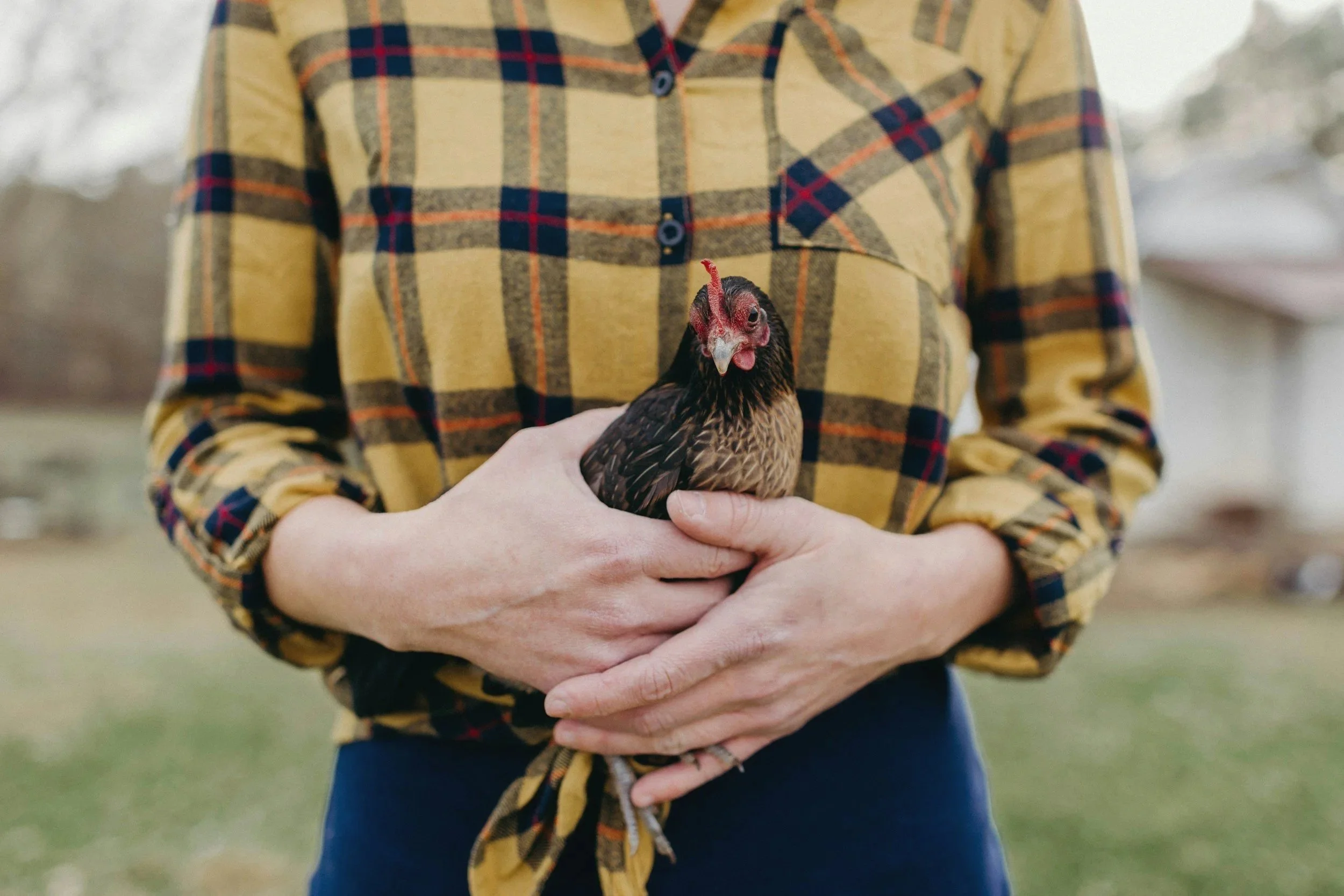 MILF Chats, Hypothetical School Chicken Escapes &amp; a Power Ranger Midlife Crisis