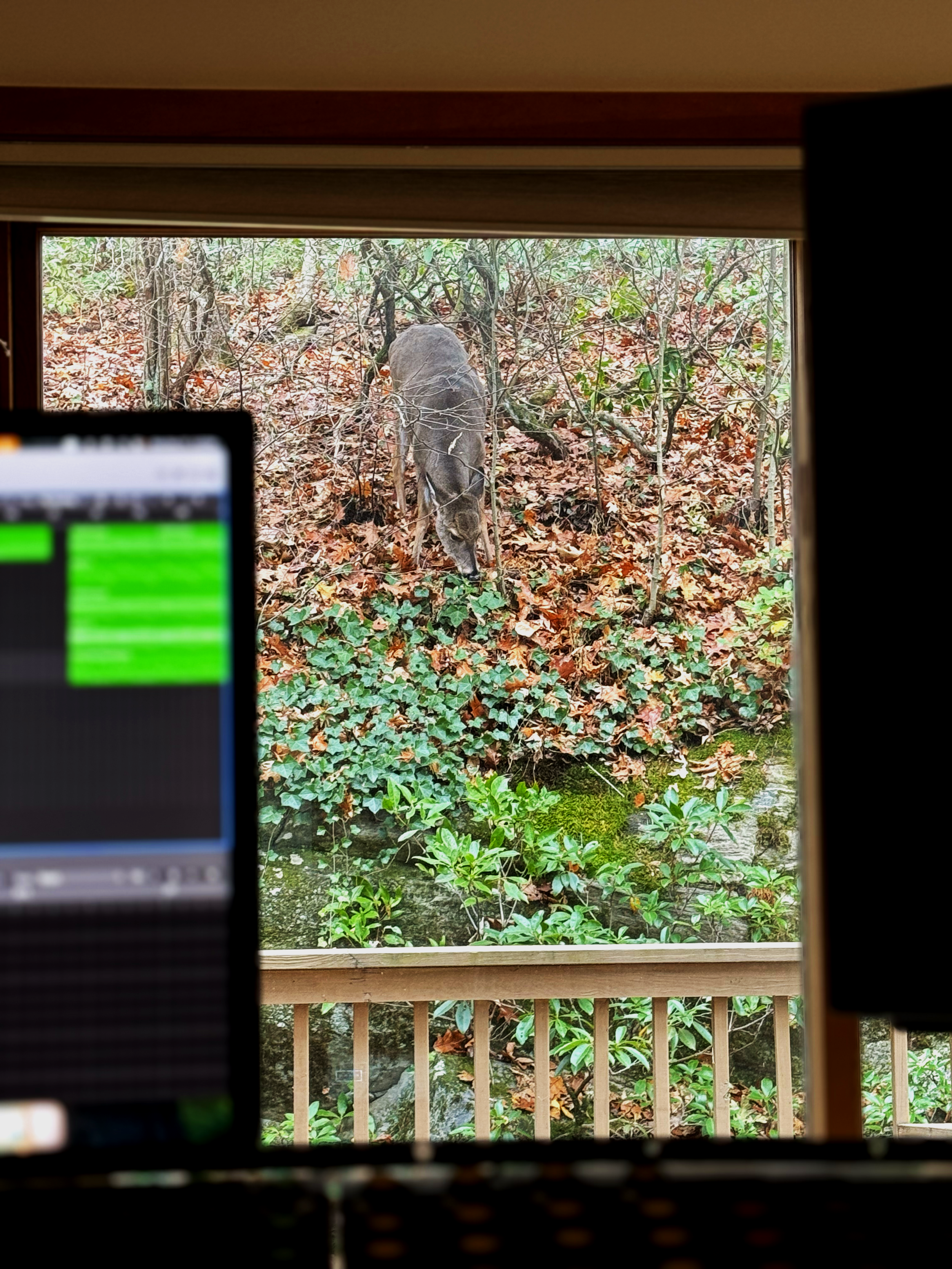 deer outside the studio door