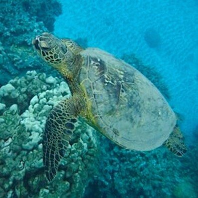 It's a Honu Day!
#mauisnorkeltours #turtle #clearwater