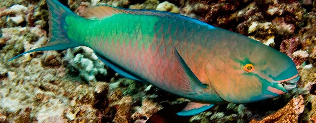 parrot-fish-maui.jpeg