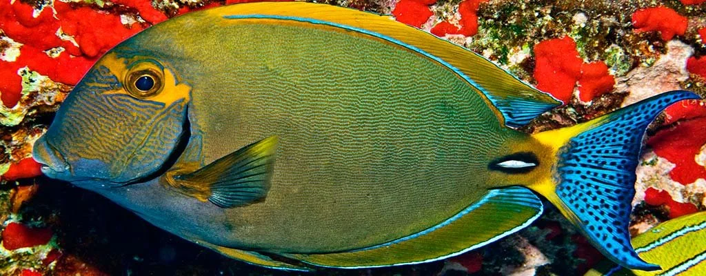 surgeonfish-maui.jpeg