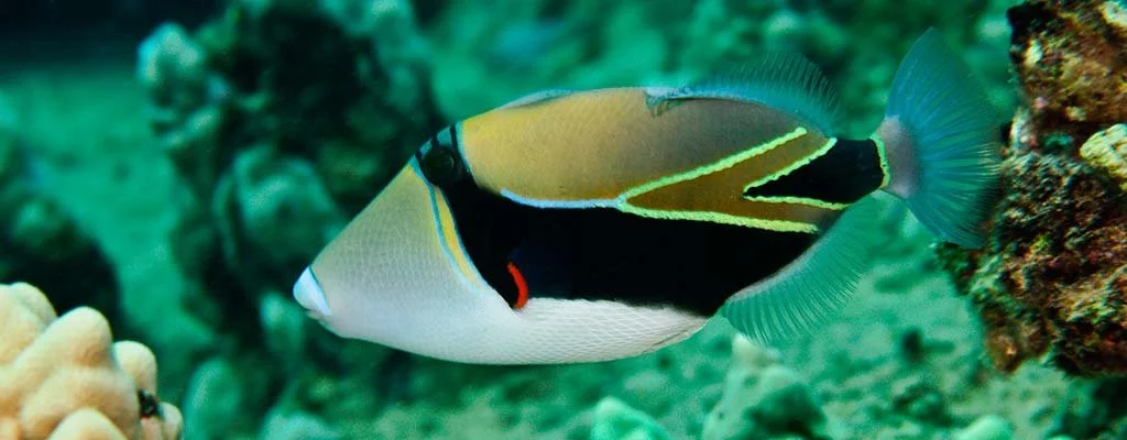 triggerfish-maui.jpeg