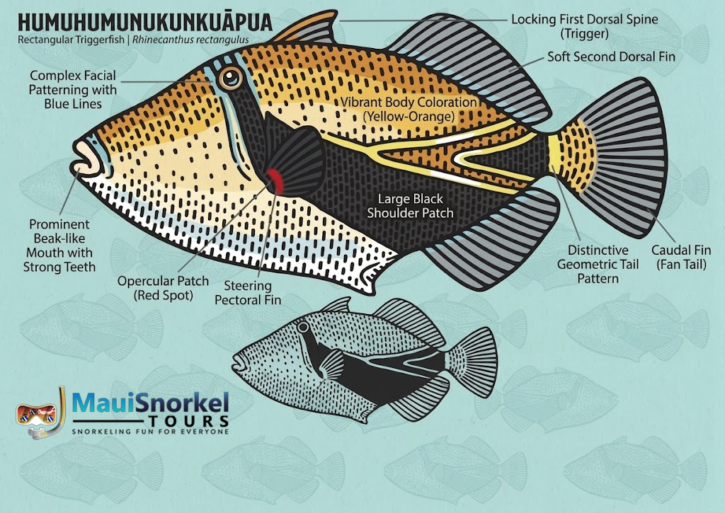 humuhumunakunukuapua illustration
