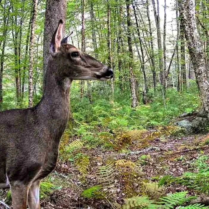 GardePro Link 1.0 Trail Camera Review: What’s Really Living in My Woods?
