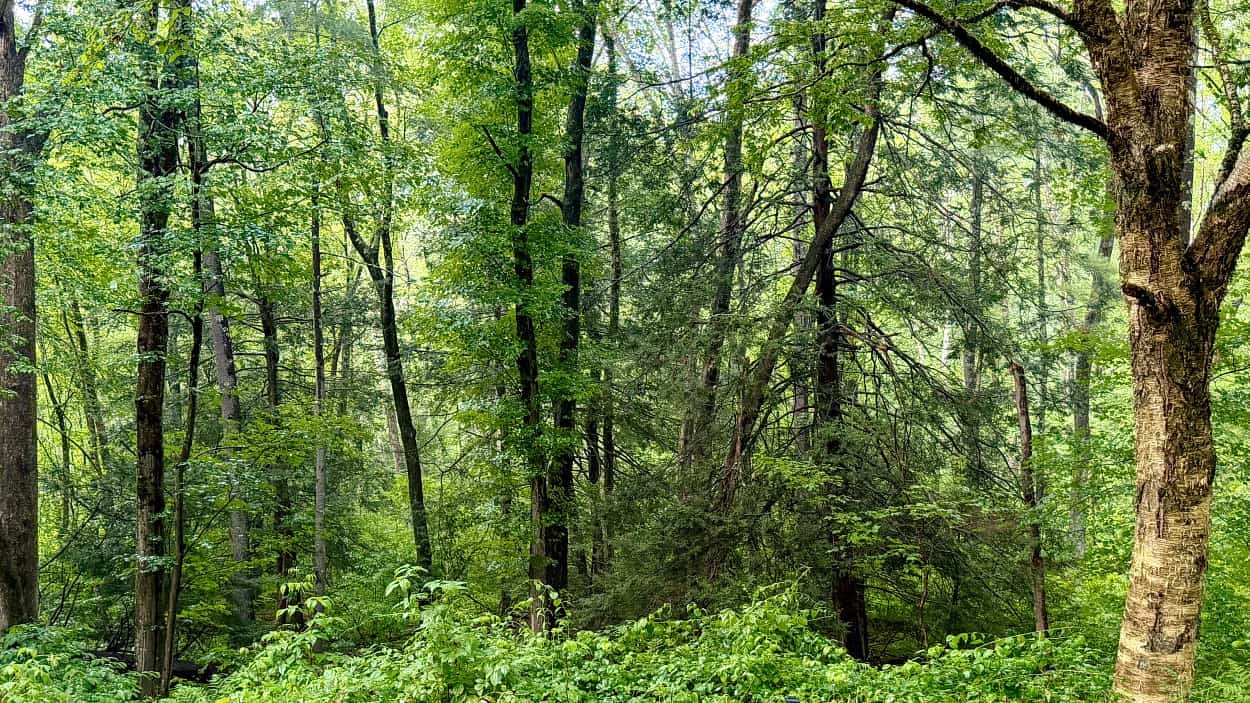 Summer woods on a Rhode Island property surrounded by dense green trees
