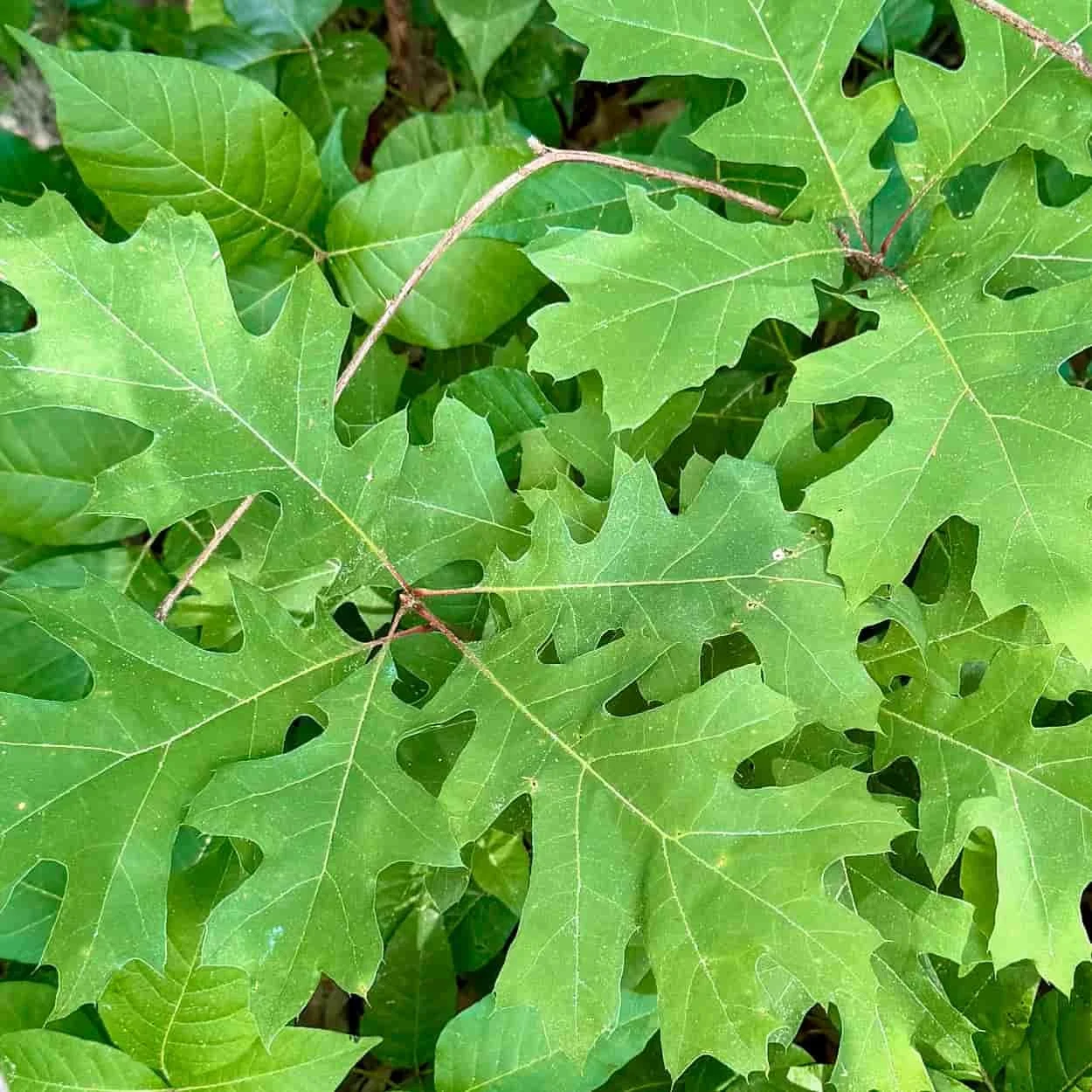 Oak leaves with insect damage in the Rhode Island woods