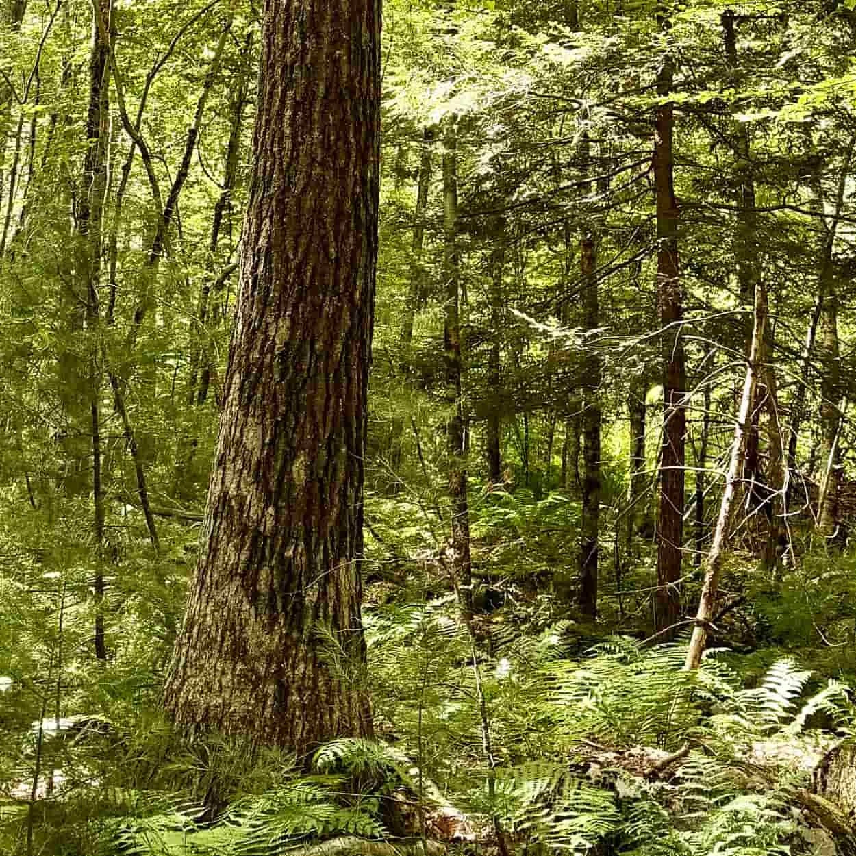 Large tree surrounded by ferns and woodland on a Rhode Island property
