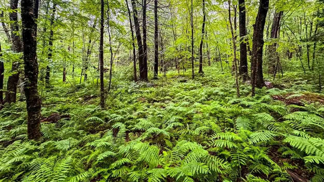 Lush green ferns and trees filling a dense summer forest in Rhode Island.