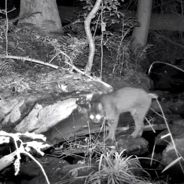 Bobcat walking through a rocky stream at night on a Rhode Island property