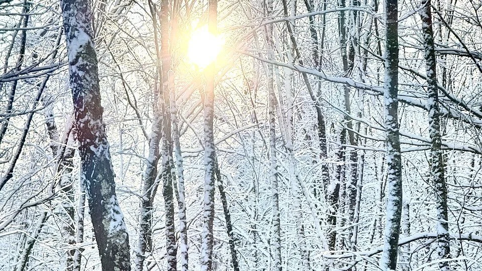 Winter sunlight filtering through snow-covered trees in a quiet Rhode Island forest.