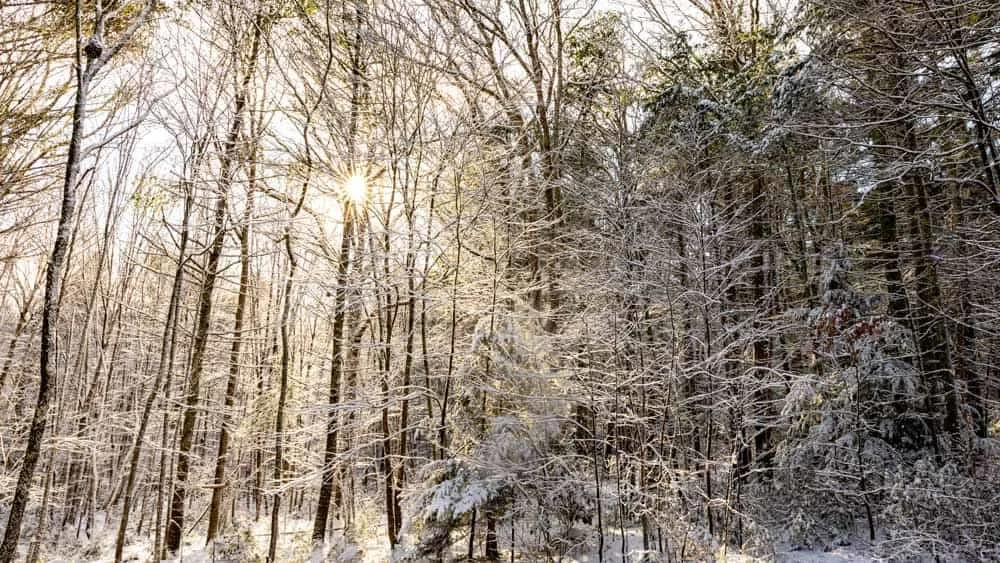 Fresh snowfall covering a wooded property as seen from inside the house, captured on a tripod to slow down and observe the winter scene.