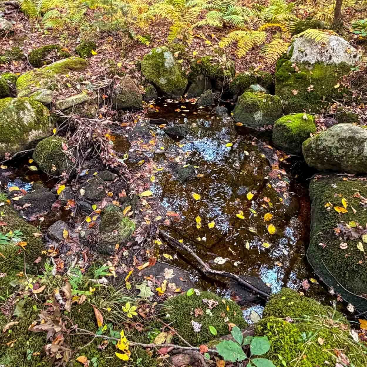A woodland creek winding between moss-covered rocks and autumn ferns on a wooded property in Rhode Island.