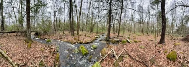 Early spring forest with moss-covered stones and a small stream running through bare trees.