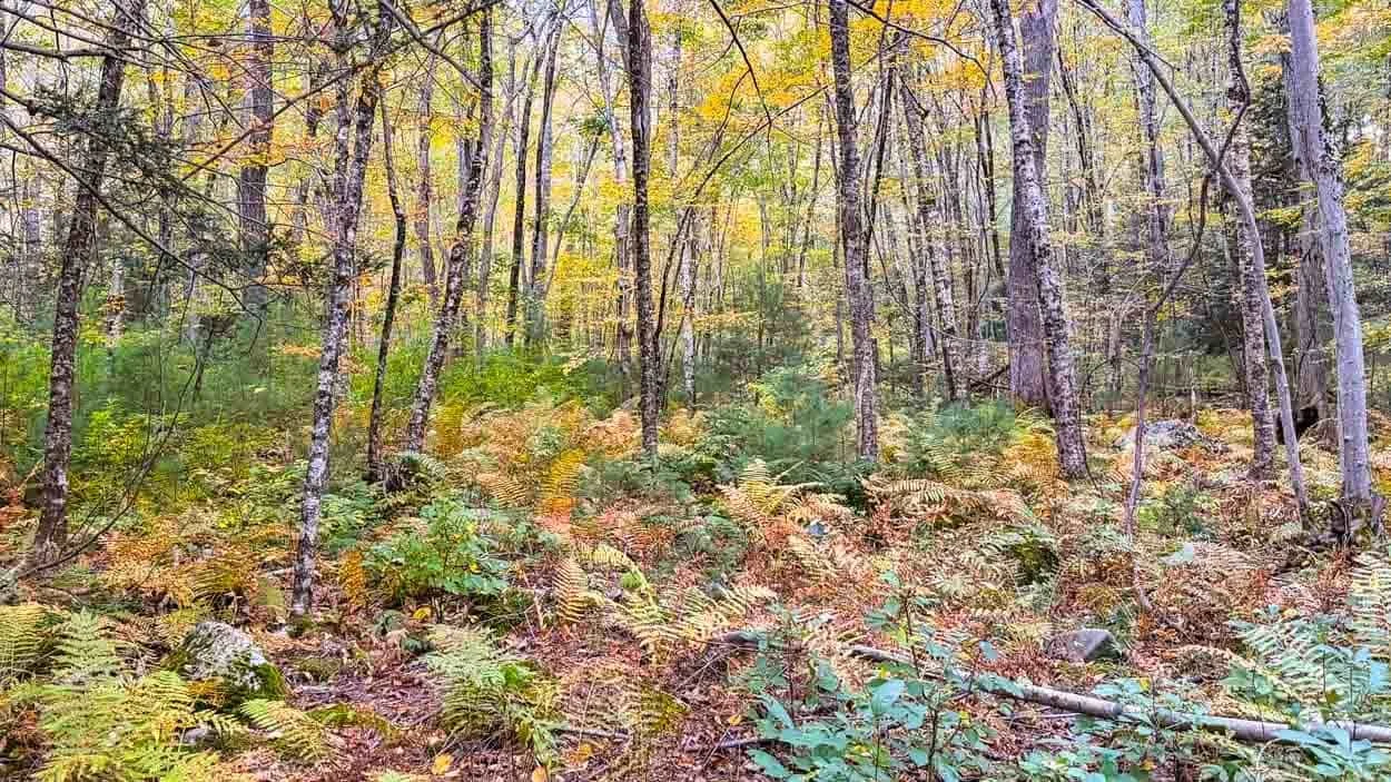 A woodland creek winding between moss-covered rocks and autumn ferns on a wooded property in Rhode Island.
