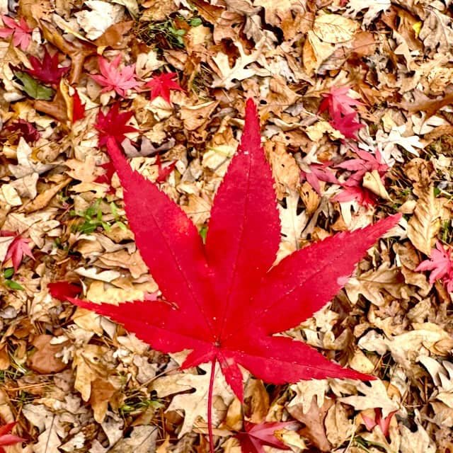 Walk in My Woods: A Year in Review