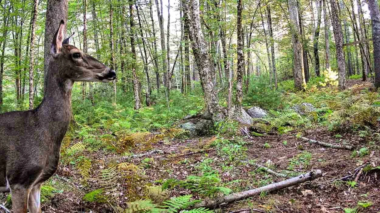 Deer captured by a GardePro trail camera in the woods