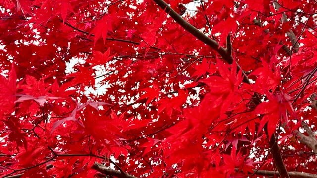Bright red autumn leaves filling the frame during peak fall color in a Rhode Island forest.