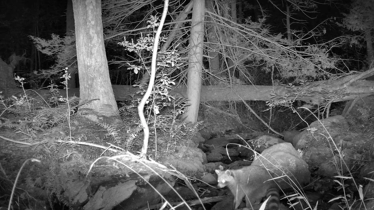Raccoon walking through a wooded creek at night in Rhode Island