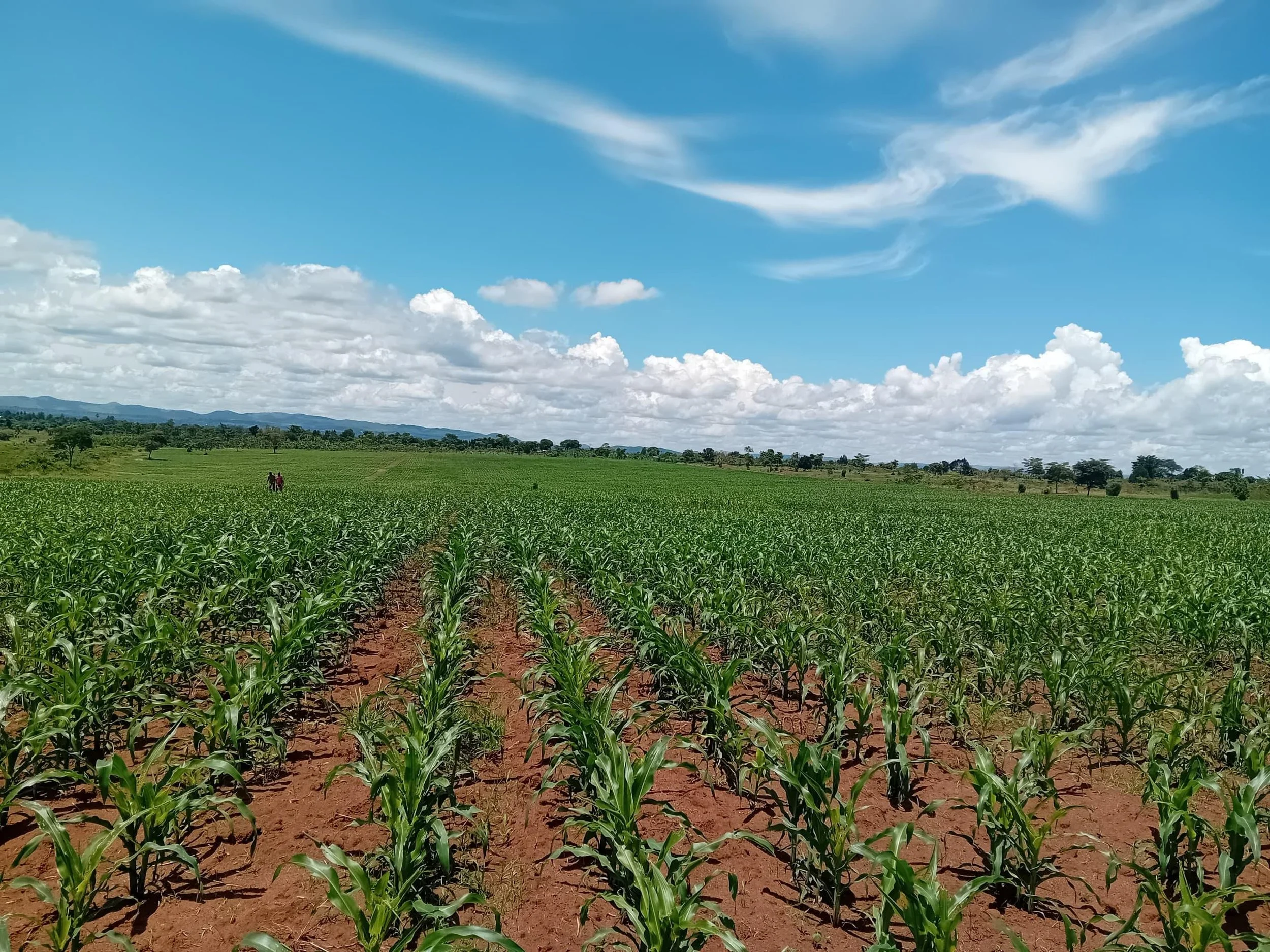 Agriculture3.jpeg