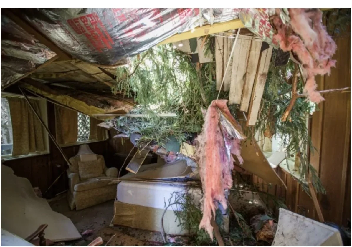 Torn insulation and tree inside a damaged room
