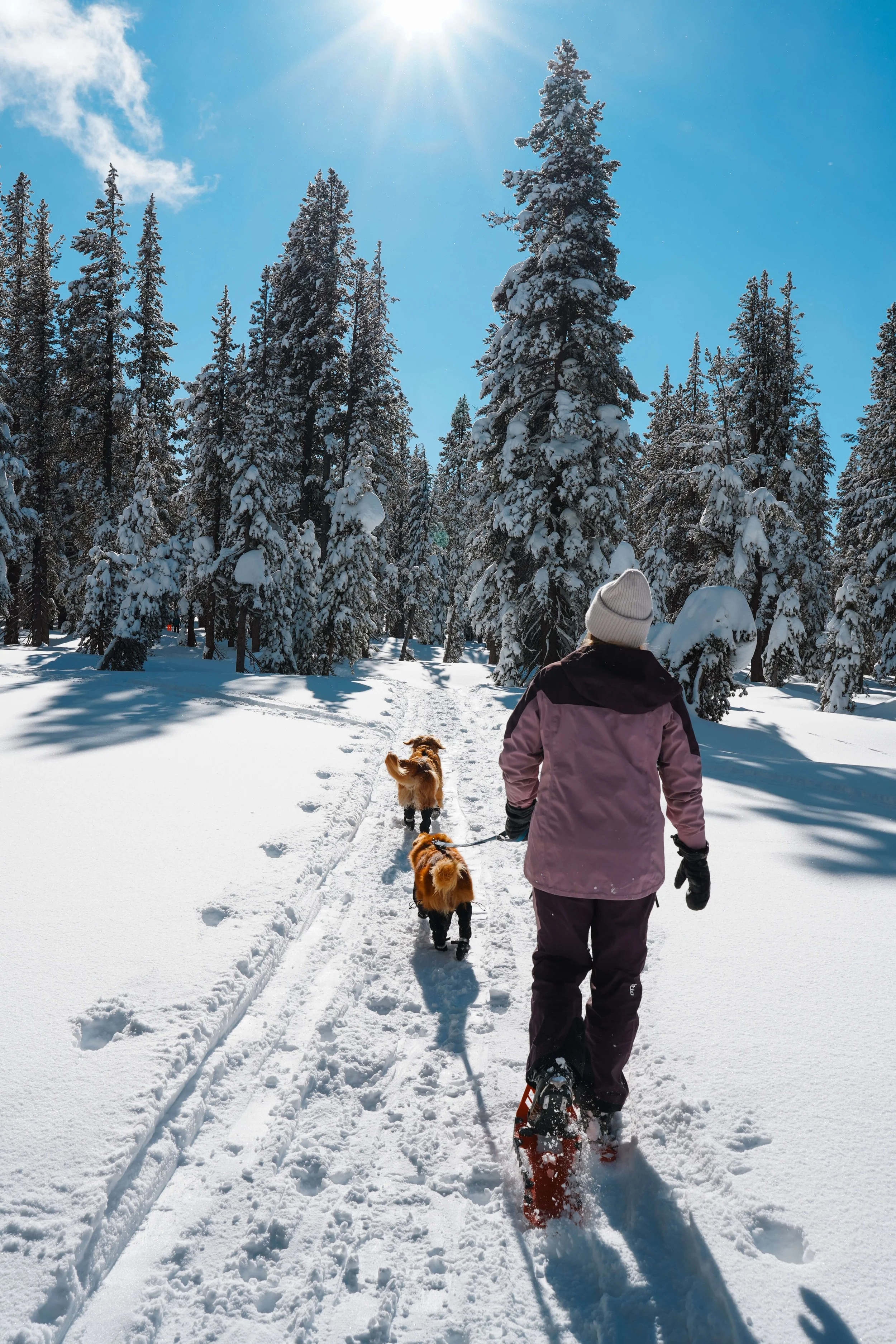 Dog-Friendly Winter Itinerary in Northern Nevada