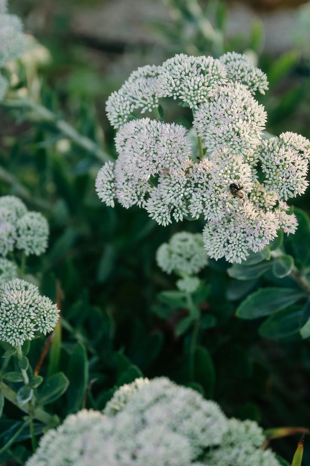 Close-up of white, globe-shaped flowers with a bee on one of the flowers, surrounded by green foliage.
