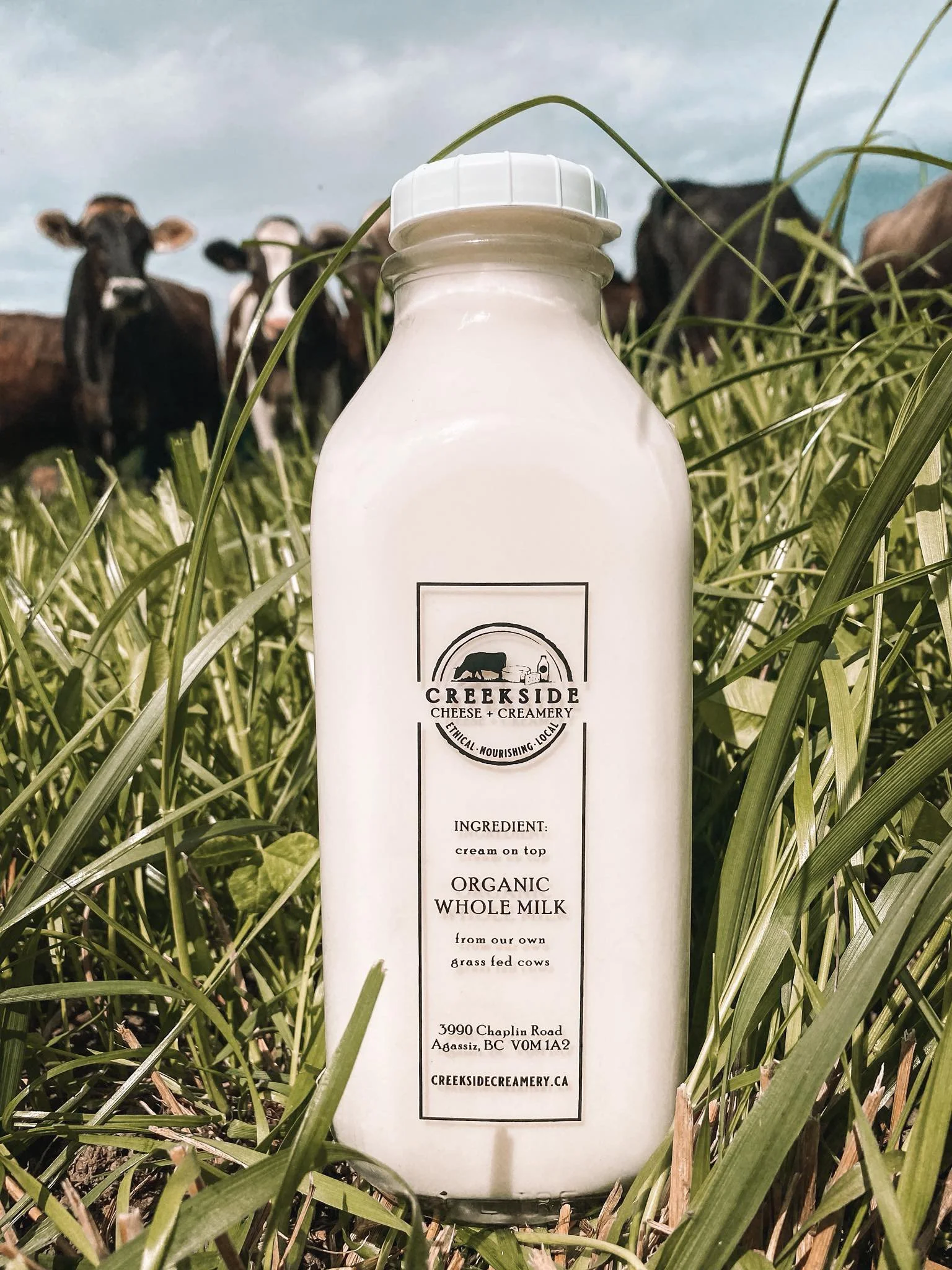 A bottle of milk sitting in the grass with cows behind it